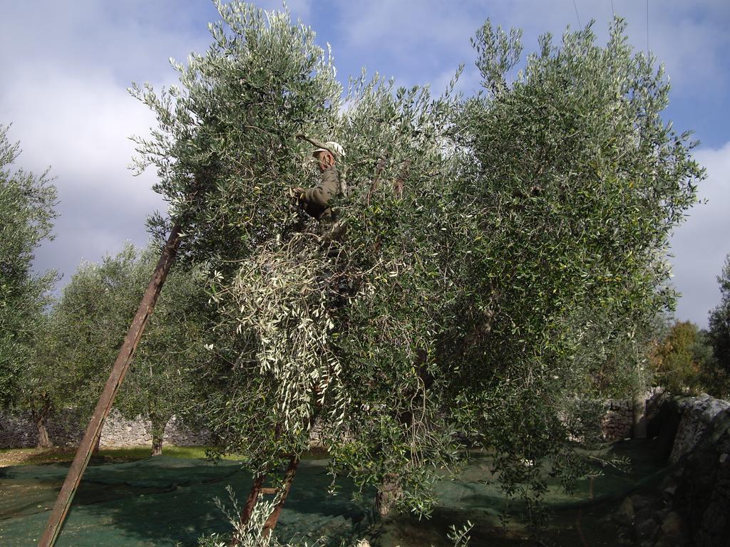 לוקורוטונדו Trulli Convertini מראה חיצוני תמונה